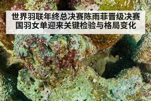 世界羽联年终总决赛陈雨菲晋级决赛国羽女单迎来关键检验与格局变化